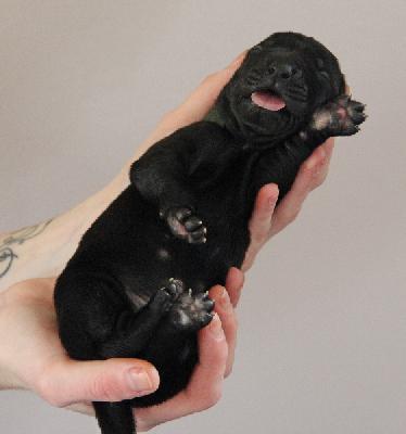 von Tir Na Nogh Fast and Furious Caine