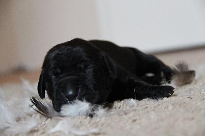 von Tir Na Nogh Fast and Furious Caine