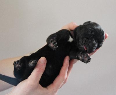 Faust Vincent von Tir Na Nogh