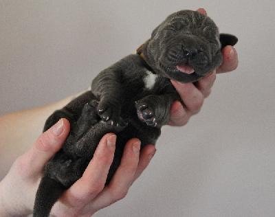 Fabulous Beauty von Tir Na Nogh