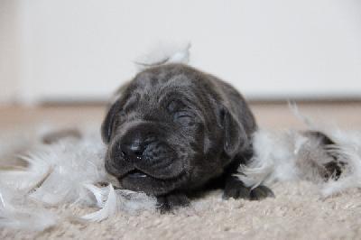 Fabulous Beauty von Tir Na Nogh