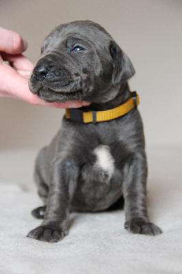 Fabulous Beauty von Tir Na Nogh