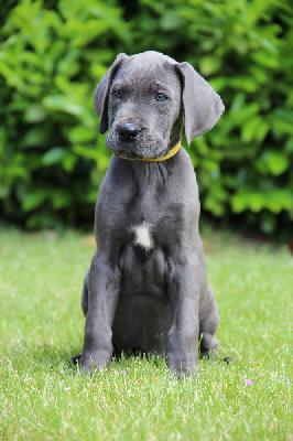 Fabulous Beauty von Tir Na Nogh