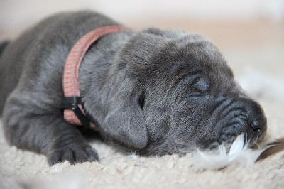 Favorite Girl von Tir Na Nogh