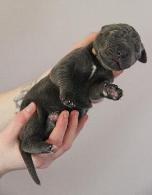 For The Win von Tir Na Nogh