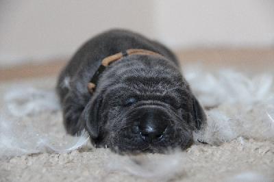 For The Win von Tir Na Nogh