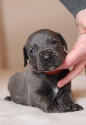 Fienchen von Tir Na Nogh