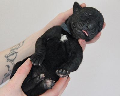 First Lady von Tir Na Nogh