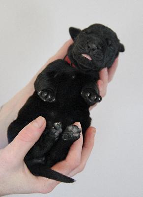 Flavia von Tir Na Nogh