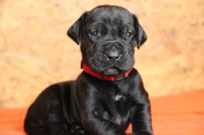 Flavia von Tir Na Nogh