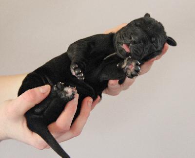 Fabelle von Tir Na Nogh