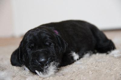 Fabelle von Tir Na Nogh