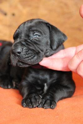 Fabelle von Tir Na Nogh