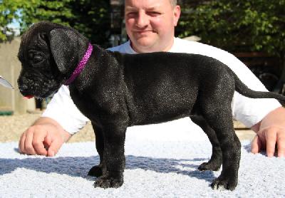 Fabelle von Tir Na Nogh