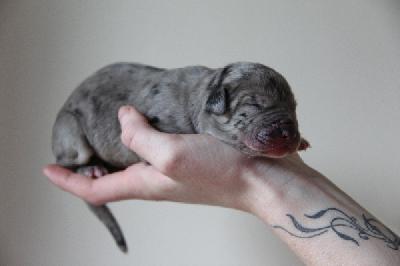 Gretchen von Tir Na Nogh