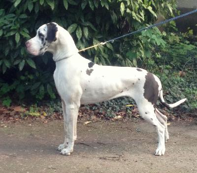 Luizador Ginger Glamour