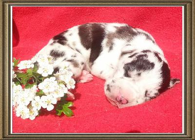 Ragnar Von Schlesien