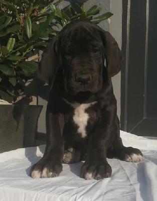 Rainer Von Schlesien