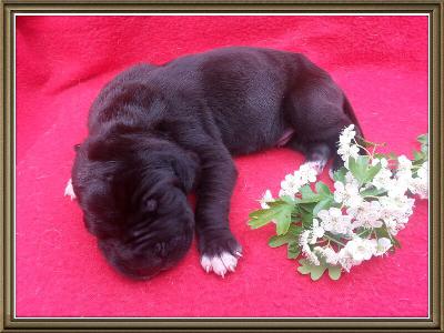 Randolf Von Schlesien