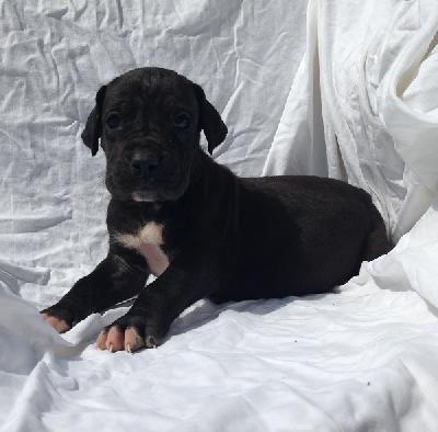 Randolf Von Schlesien