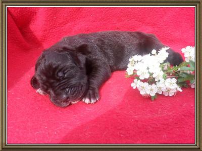 Rosamunde Von Schlesien