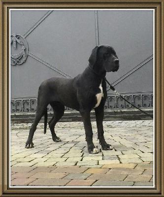 Rosamunde Von Schlesien