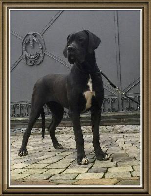 Rosamunde Von Schlesien