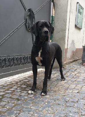 Rosamunde Von Schlesien