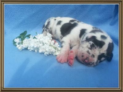 Spirit Von Schlesien