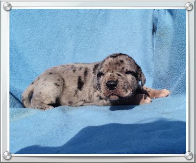 Siegfried Von Schlesien