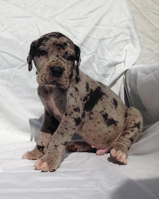 Siegfried Von Schlesien