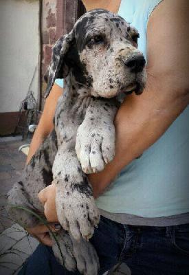 Siegfried Von Schlesien