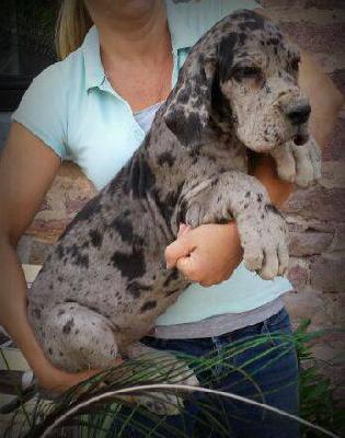 Siegfried Von Schlesien