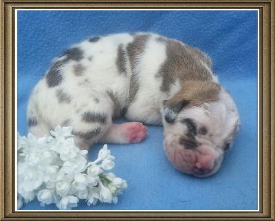 Sandmann Von Schlesien