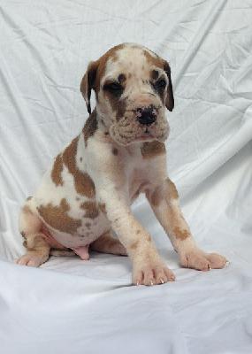 Sandmann Von Schlesien