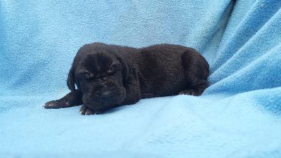 Safira Von Schlesien