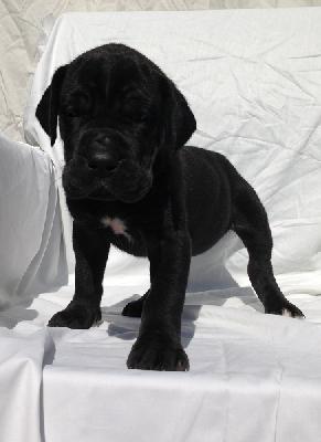 Safira Von Schlesien