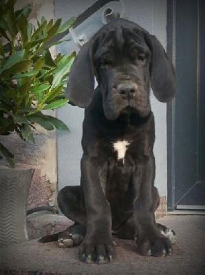 Safira Von Schlesien