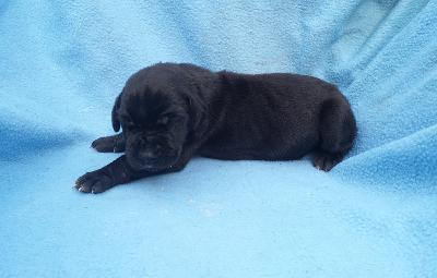 Singari Von Schlesien