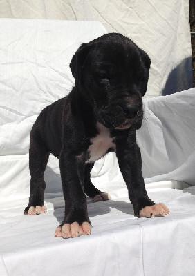 Singari Von Schlesien