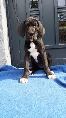 Singari Von Schlesien