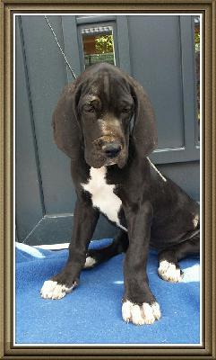 Singari Von Schlesien