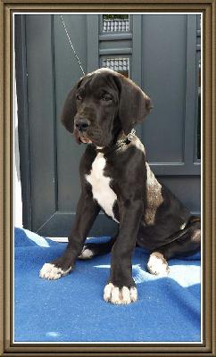 Singari Von Schlesien