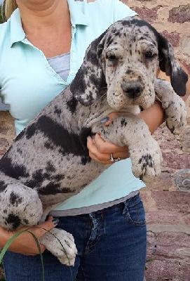 Siglinde Von Schlesien