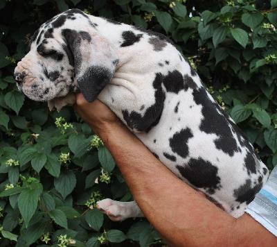 George Clooney Singularis