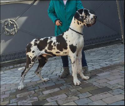 George Clooney Singularis