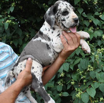 Gl�ckskeks Singularis