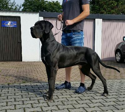 Ch Gentleman Singularis