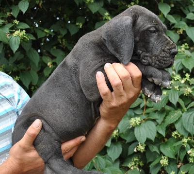 Gentle Giant Singularis