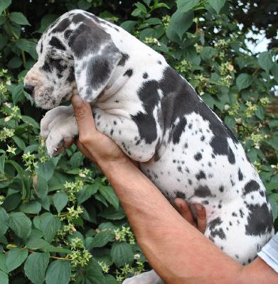 Grand Prix Singularis